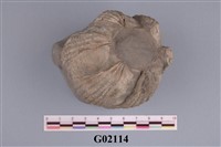 藏品(藤壺)的圖片